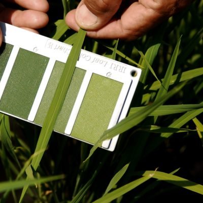 An IRRI technician uses a 4 panel leaf color chart (LCC) to effectively manage the Nitrogen levels of rice plants.