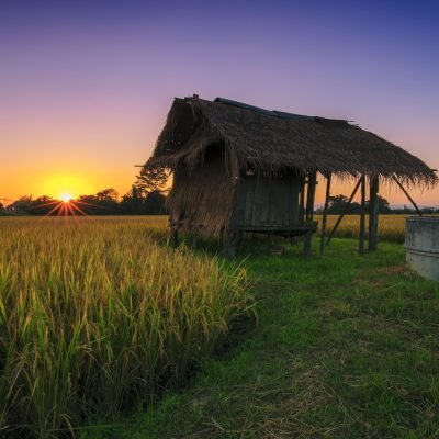 Landscape paddy fields with cottages for vacation at sunset