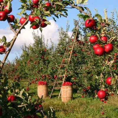 apples-1873078_1280