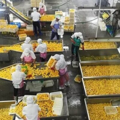 fruit-washing-machine-e1641342508291