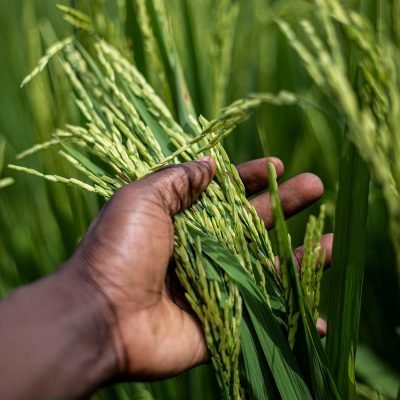 rice-7176354_1280